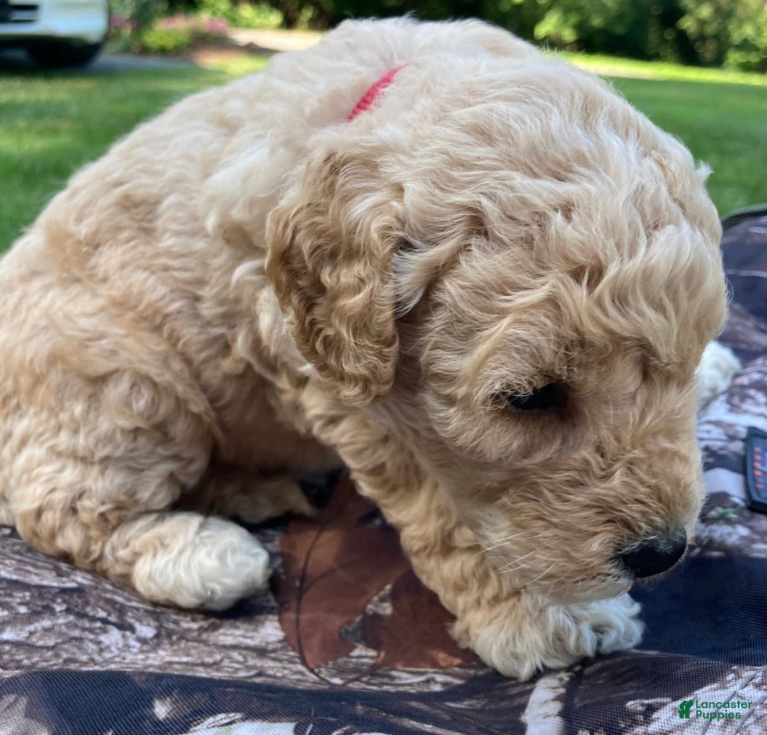Labradoodle dogs for sale: Douglas - Image 20