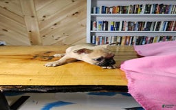 French Bulldog dogs for sale: Bell - Image 1