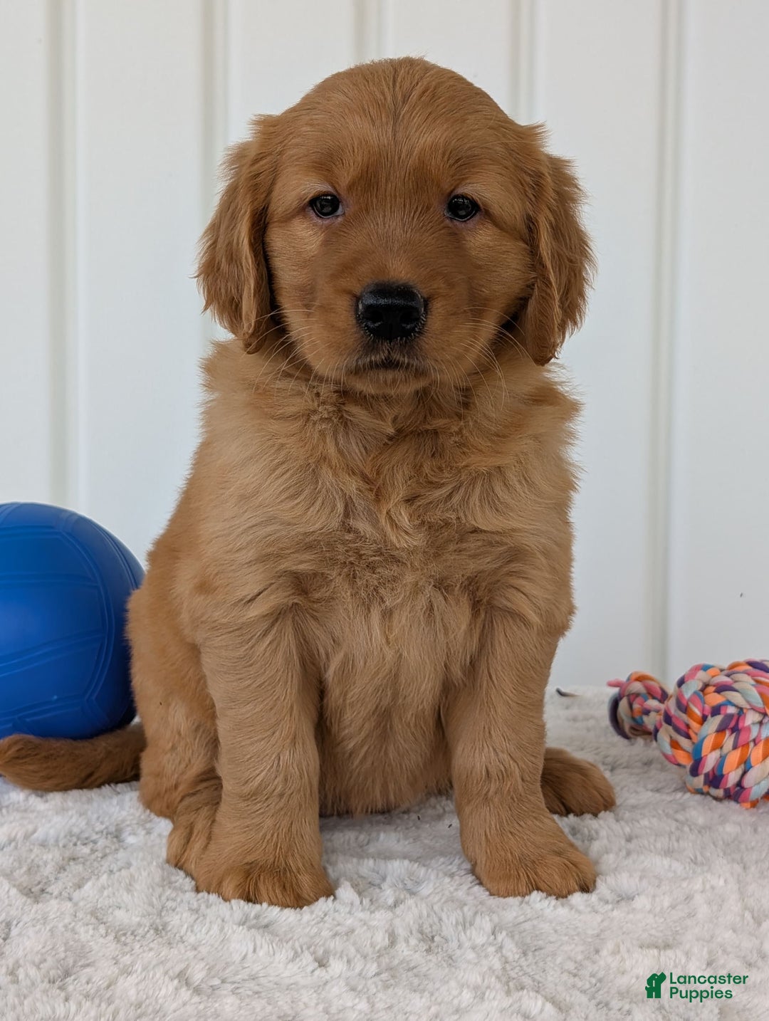 Golden Retriever dogs for sale: Daisy - Image 4
