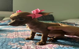 Chihuahua dogs for sale: Canela - Image 4