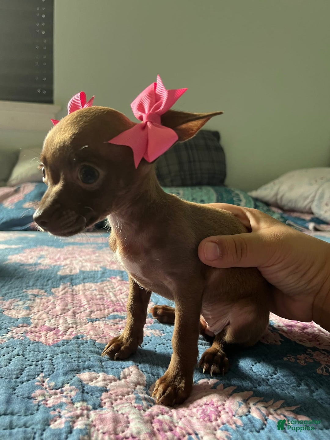 Chihuahua dogs for sale: Canela - Image 4