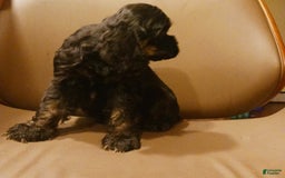 Cocker Spaniel dogs for sale: Cocker Puppy - Image 5