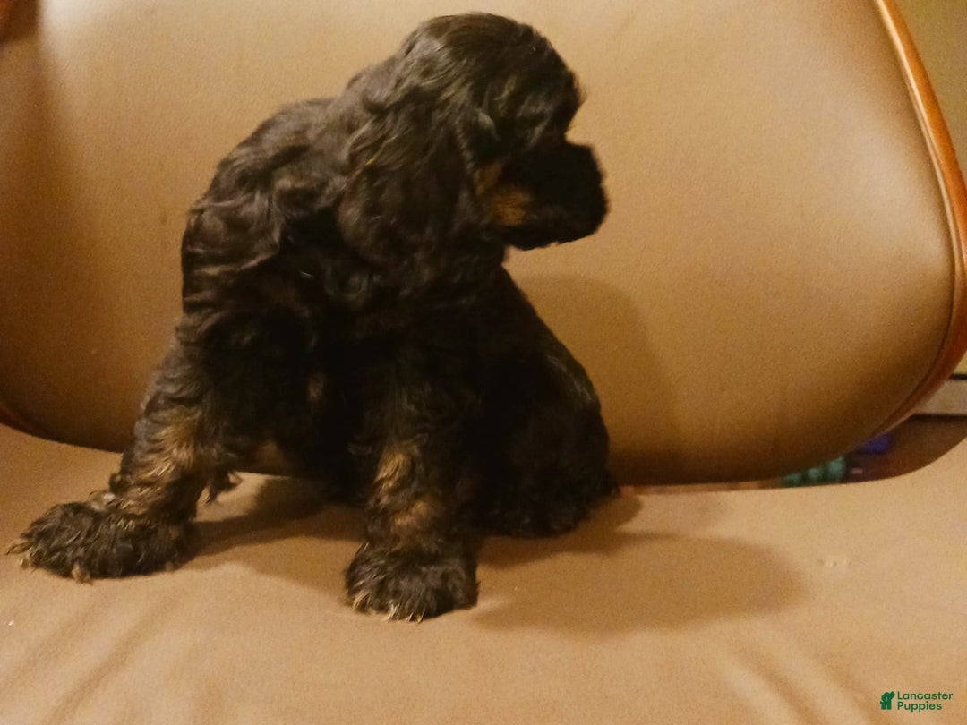 Cocker Spaniel dogs for sale: Cocker Puppy - Image 5