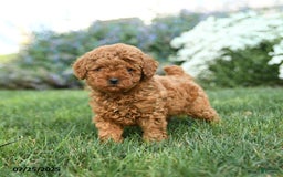 Toy Poodle dogs for sale: Coconut - Image 5