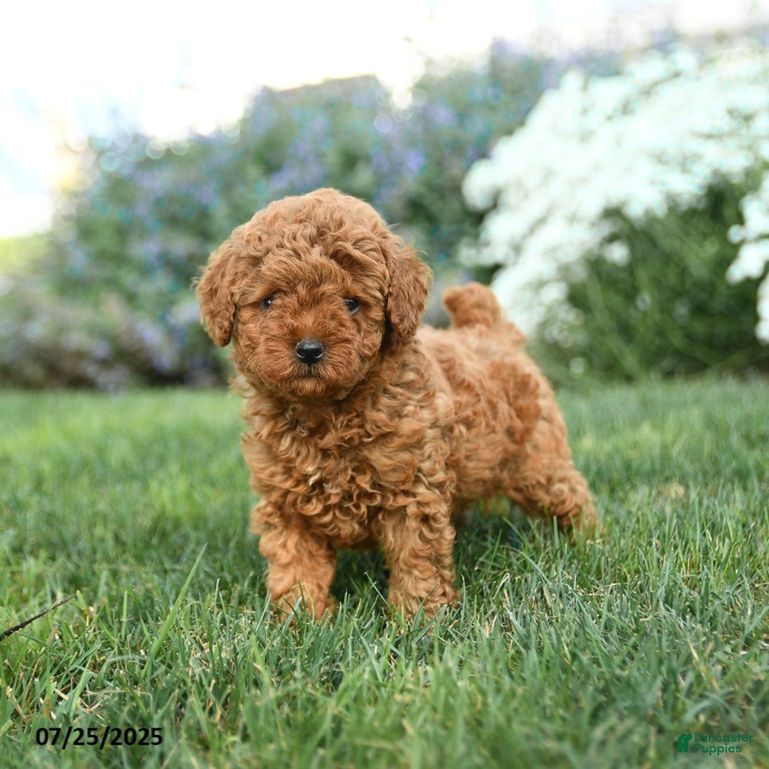 Toy Poodle dogs for sale: Coconut - Image 5
