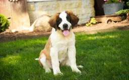 Saint Bernard dogs for sale: Madison - Image 18