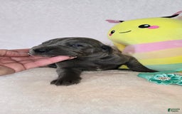 Great Dane dogs for sale: Sky - Image 17