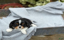 Cavalier King Charles Spaniel dogs for sale: Conny - Image 8