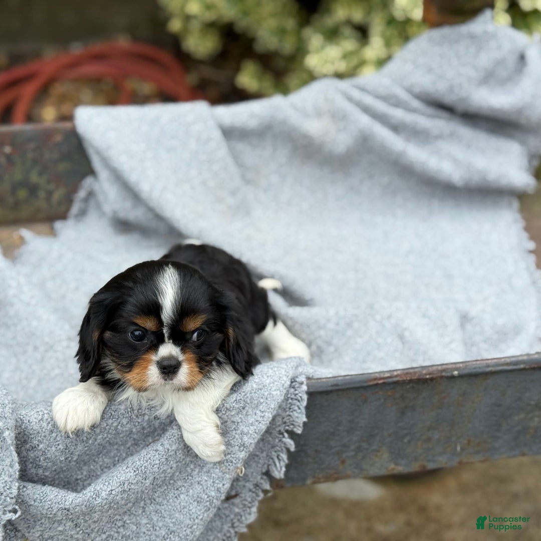 Cavalier King Charles Spaniel dogs for sale: Conny - Image 8