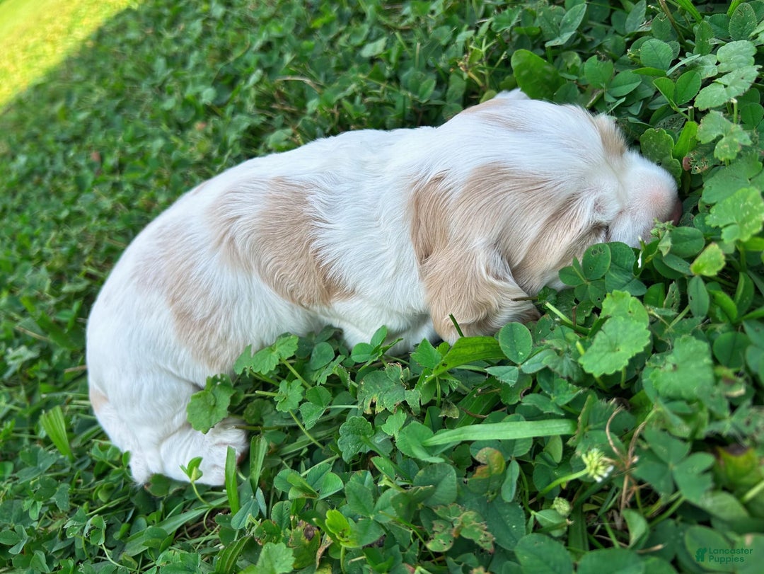 Cocker Spaniel dogs for sale: Tommy - Image 6