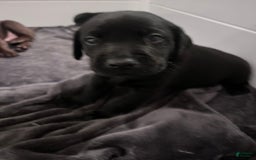 Labrador Retriever dogs for sale: Olive - Image 4