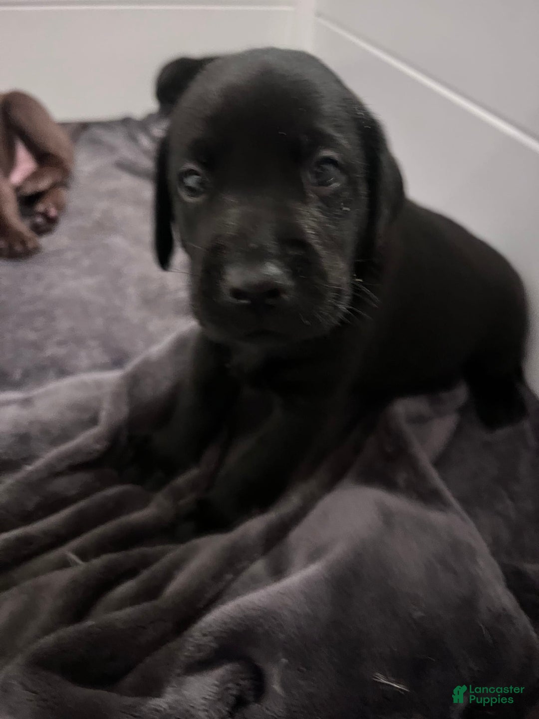 Labrador Retriever dogs for sale: Olive - Image 4