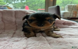 Yorkshire Terrier dogs for sale: Angel - Image 3