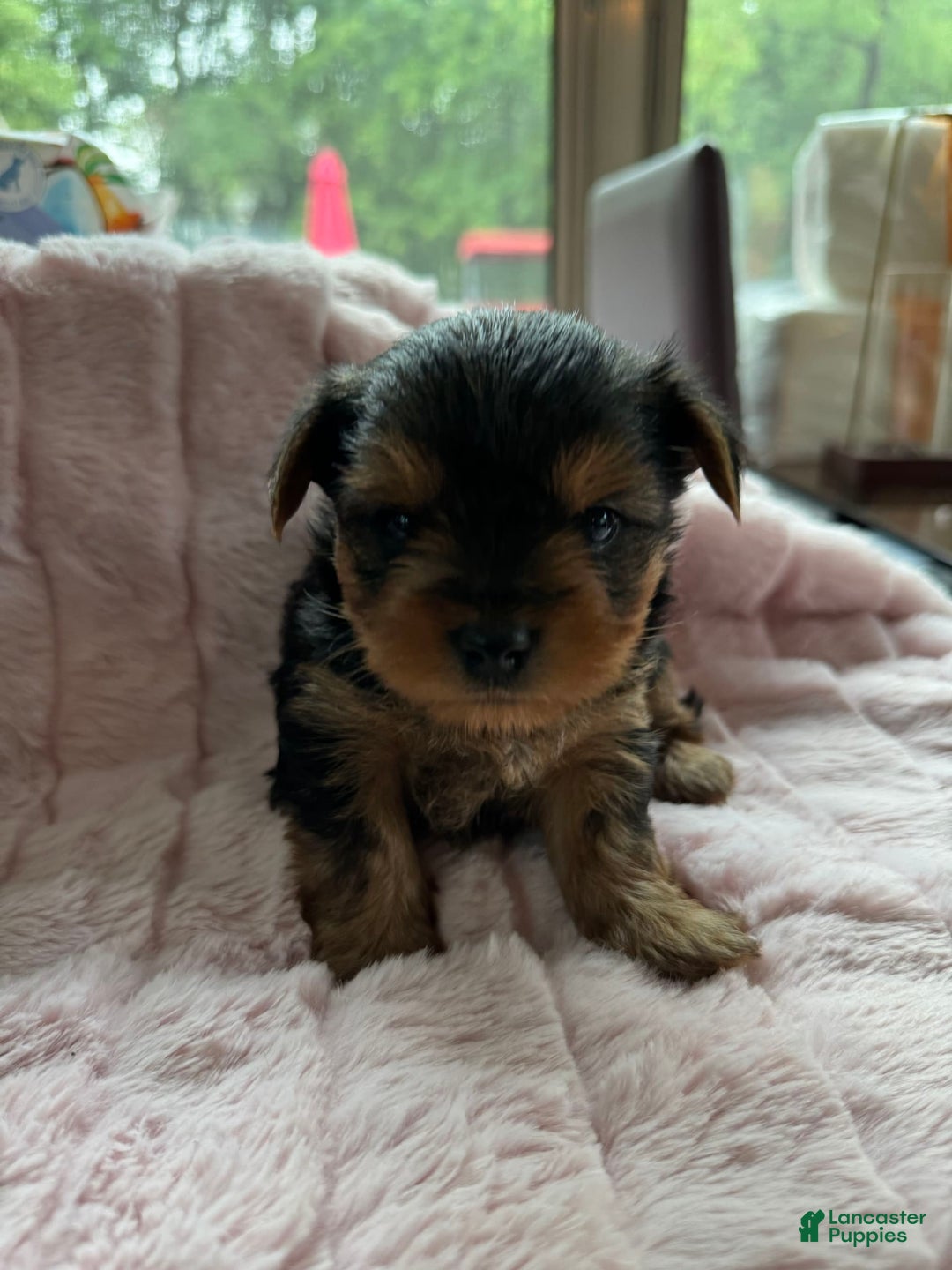 Yorkshire Terrier dogs for sale: Angel - Image 3
