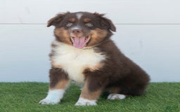 Australian Shepherd dogs for sale: Milo - Image 13