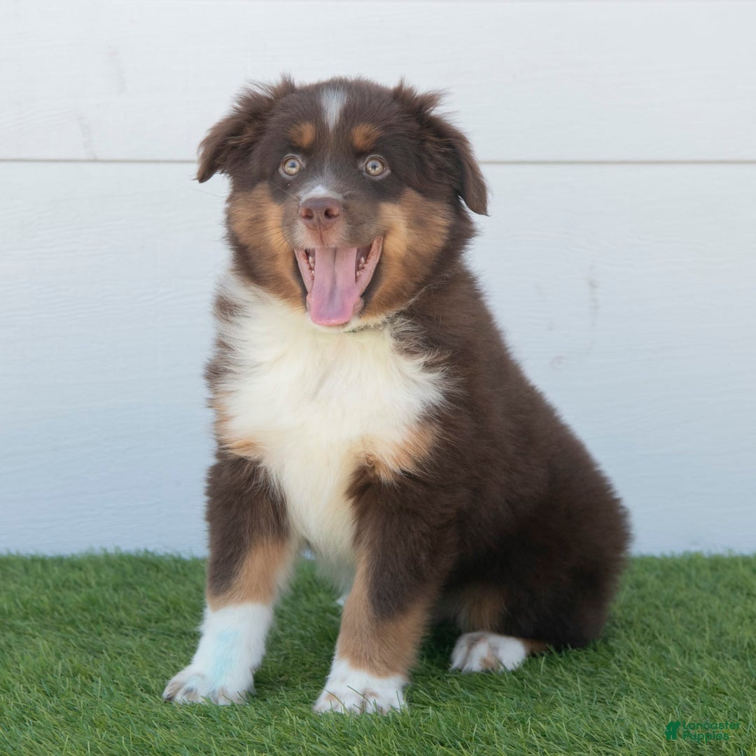 Australian Shepherd dogs for sale: Milo - Image 13