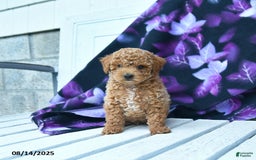 Toy Poodle dogs for sale: Timmy - Image 4