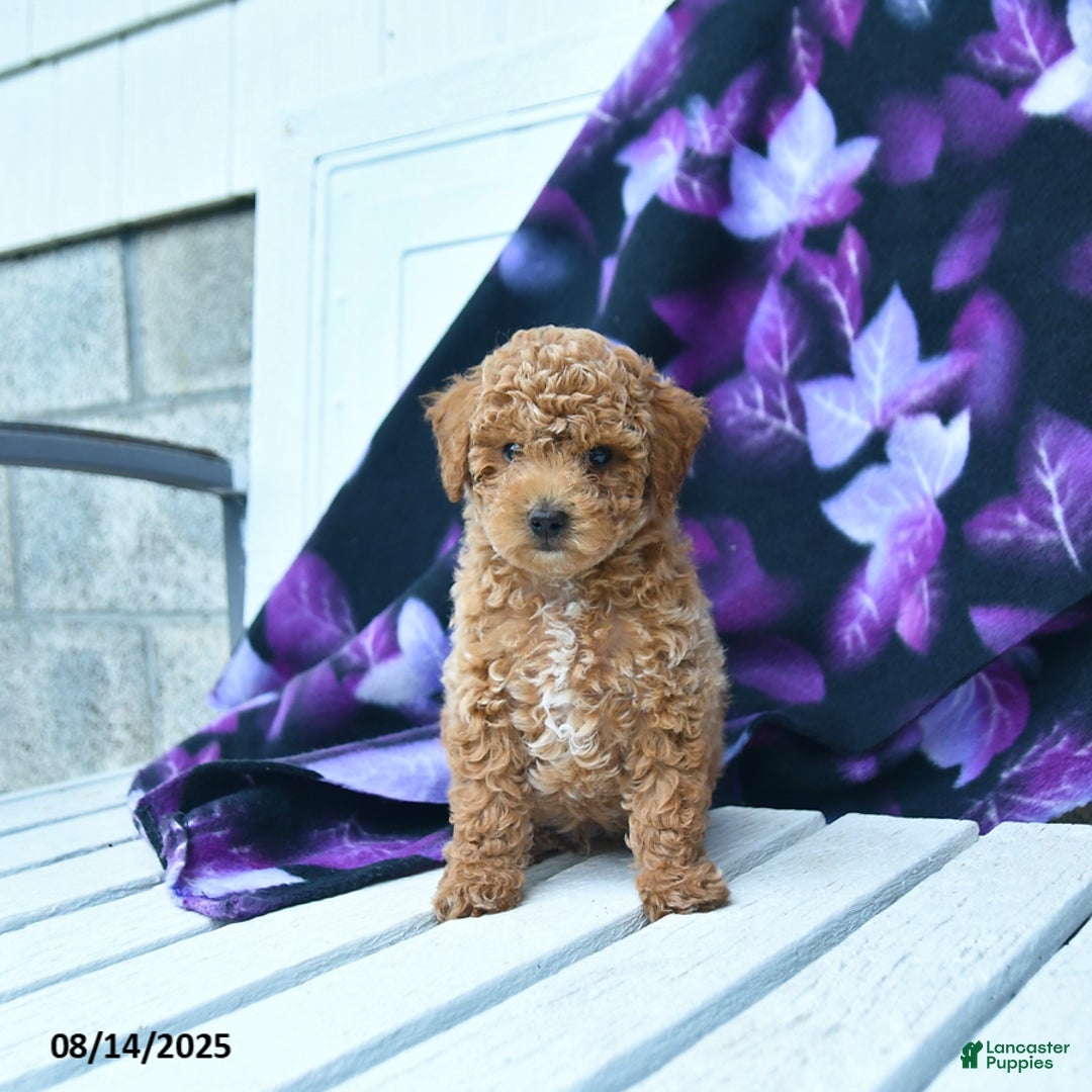 Toy Poodle dogs for sale: Timmy - Image 4