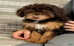 Mini Aussiedoodle dogs for sale: Stacy - Image 2