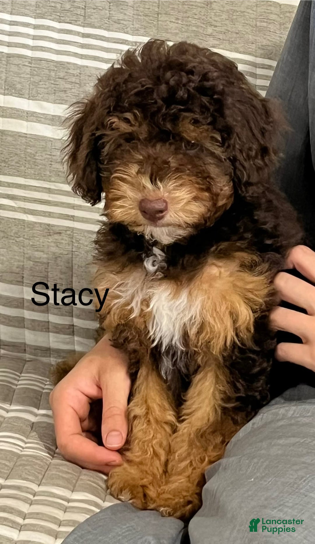 Mini Aussiedoodle dogs for sale: Stacy - Image 2