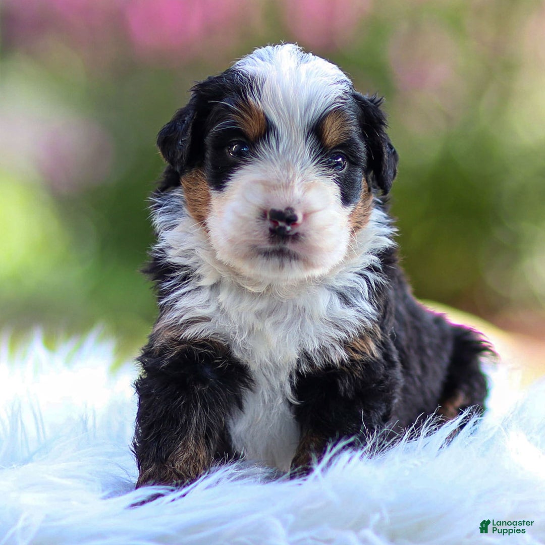 Mini Bernedoodle dogs for sale: Milo - Image 2