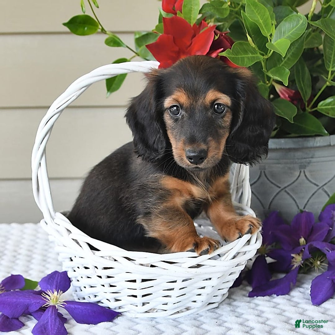 Miniature Dachshund dogs for sale: Laudon - Image 13