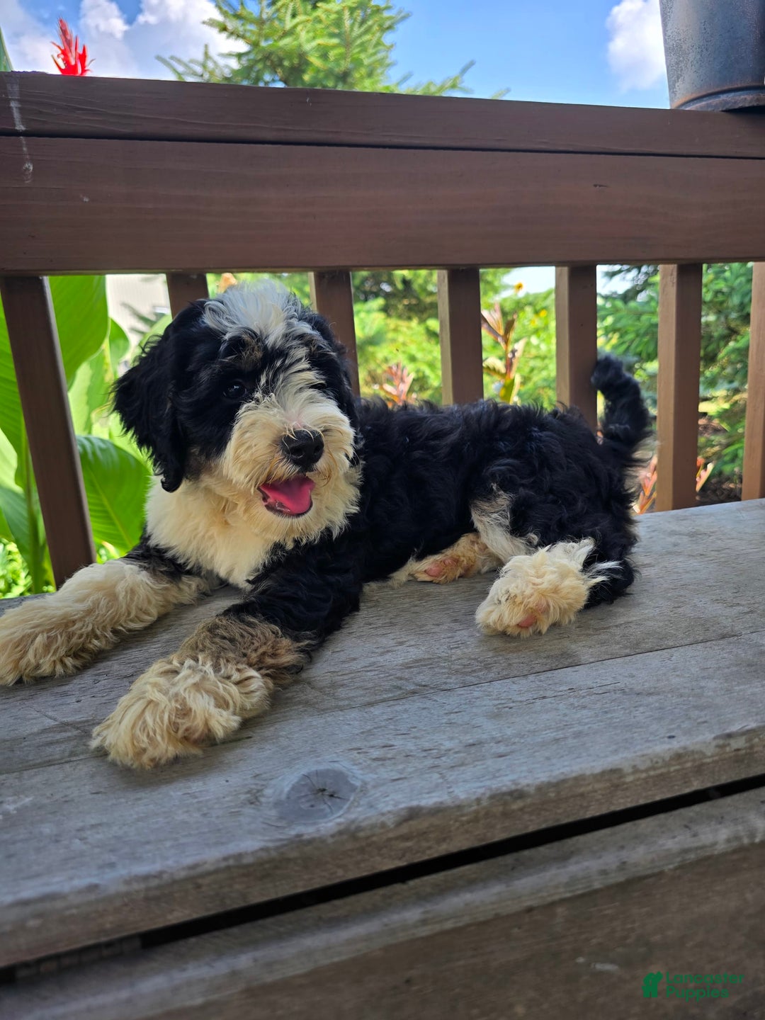 Bernedoodle dogs for sale: Candy - Image 5