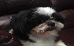 Shih Tzu dogs for sale: Biscuit - Image 9