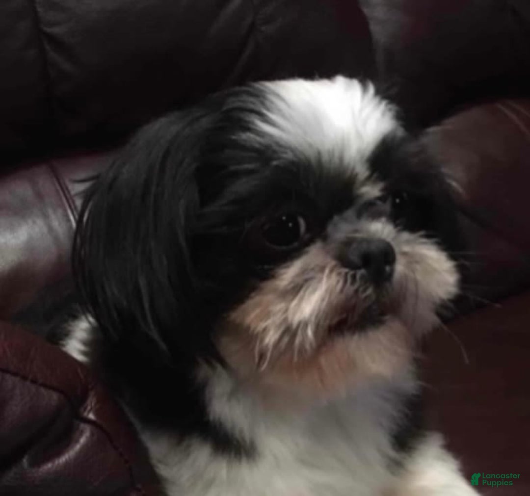 Shih Tzu dogs for sale: Biscuit - Image 9
