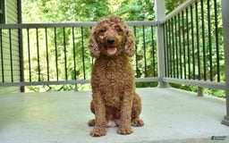Miniature Poodle dogs for sale: Oscar - Image 9