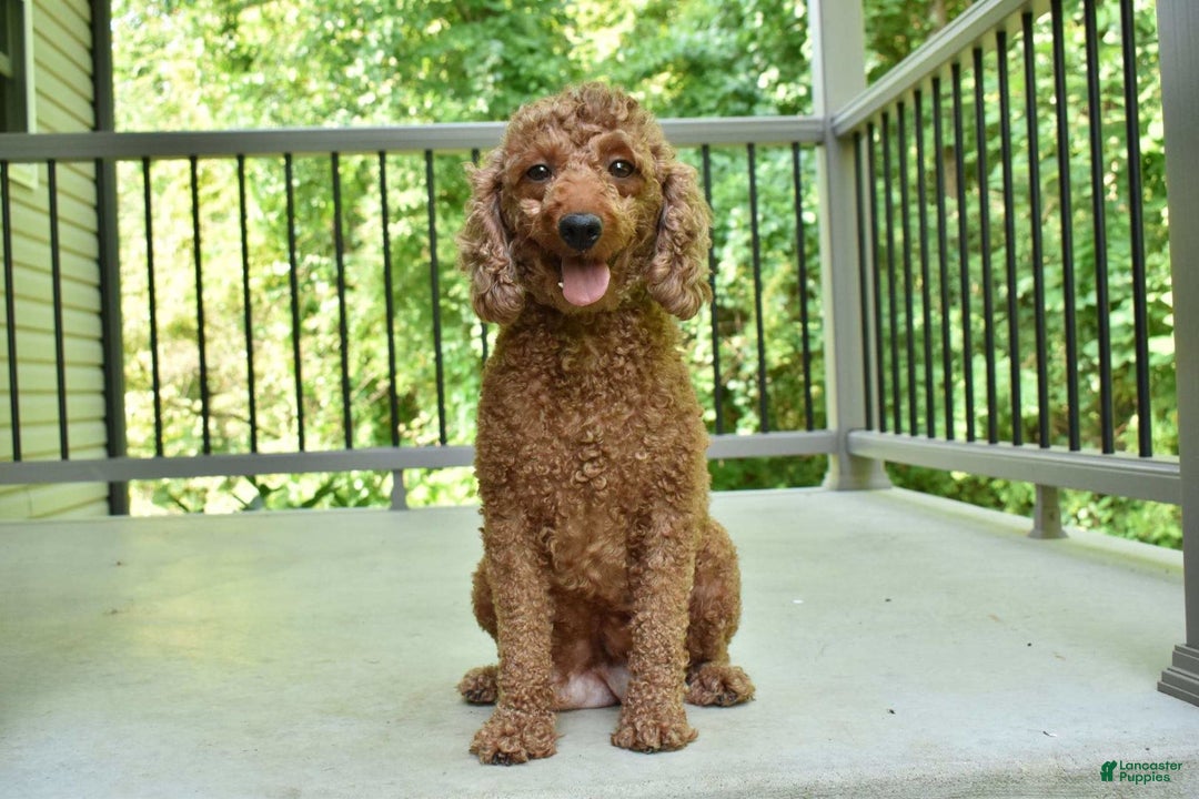 Miniature Poodle dogs for sale: Oscar - Image 9