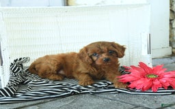 Cavapoo dogs for sale: Nova - Image 3
