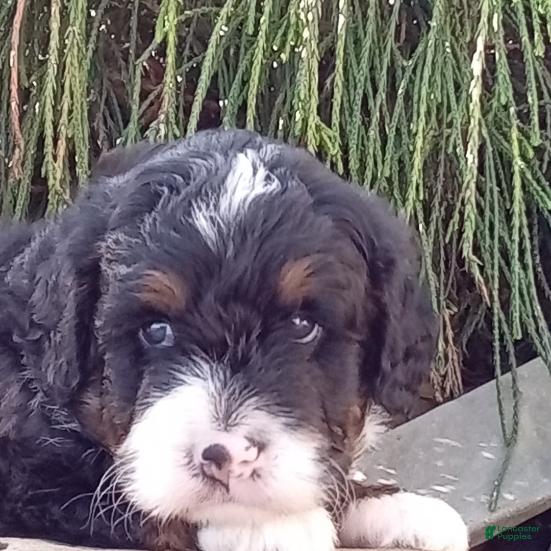 Mini Bernedoodle dogs for sale: Rambo - Image 30