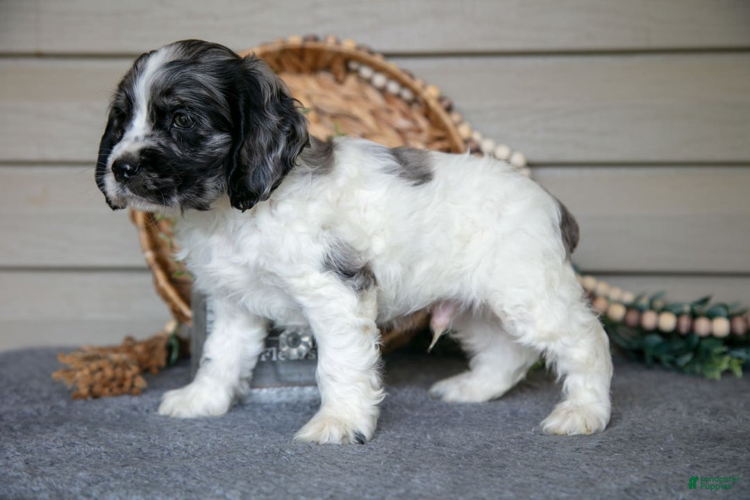 Cocker Spaniel dogs for sale: Jimbo - Image 5