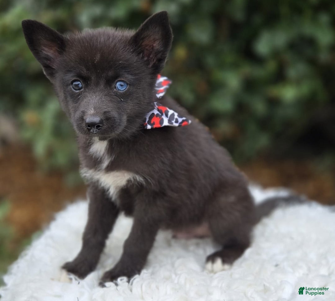 Pomsky dogs for sale: Trigger - Image 2