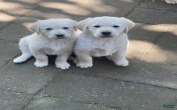 Labrador Retriever dogs for sale: Bear - Image 3