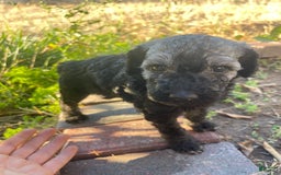 Standard Poodle dogs for sale: Pinta - Image 3