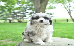 Mini Aussiedoodle dogs for sale: Atlas - Image 8