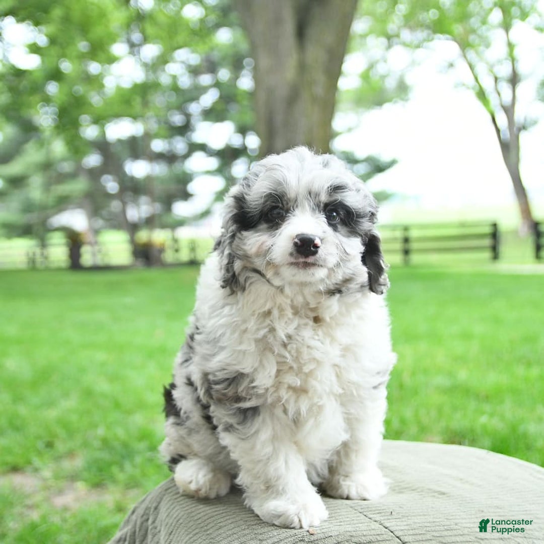 Mini Aussiedoodle dogs for sale: Atlas - Image 8