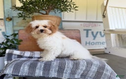 Havapoo dogs for sale: Daisy - Image 7