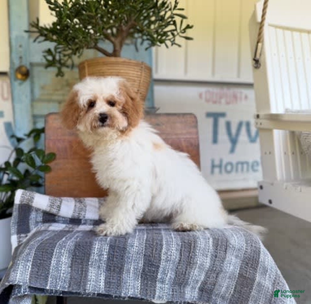 Havapoo dogs for sale: Daisy - Image 7