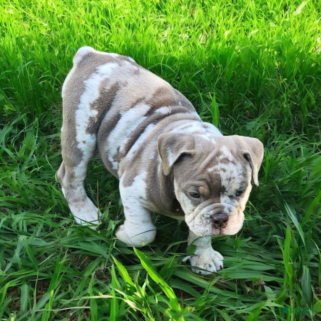 English Bulldog dogs for sale: Pebbles - Image 7