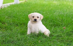 Labrador Retriever dogs for sale: Labrador Retriever 8 puppies - Image 15
