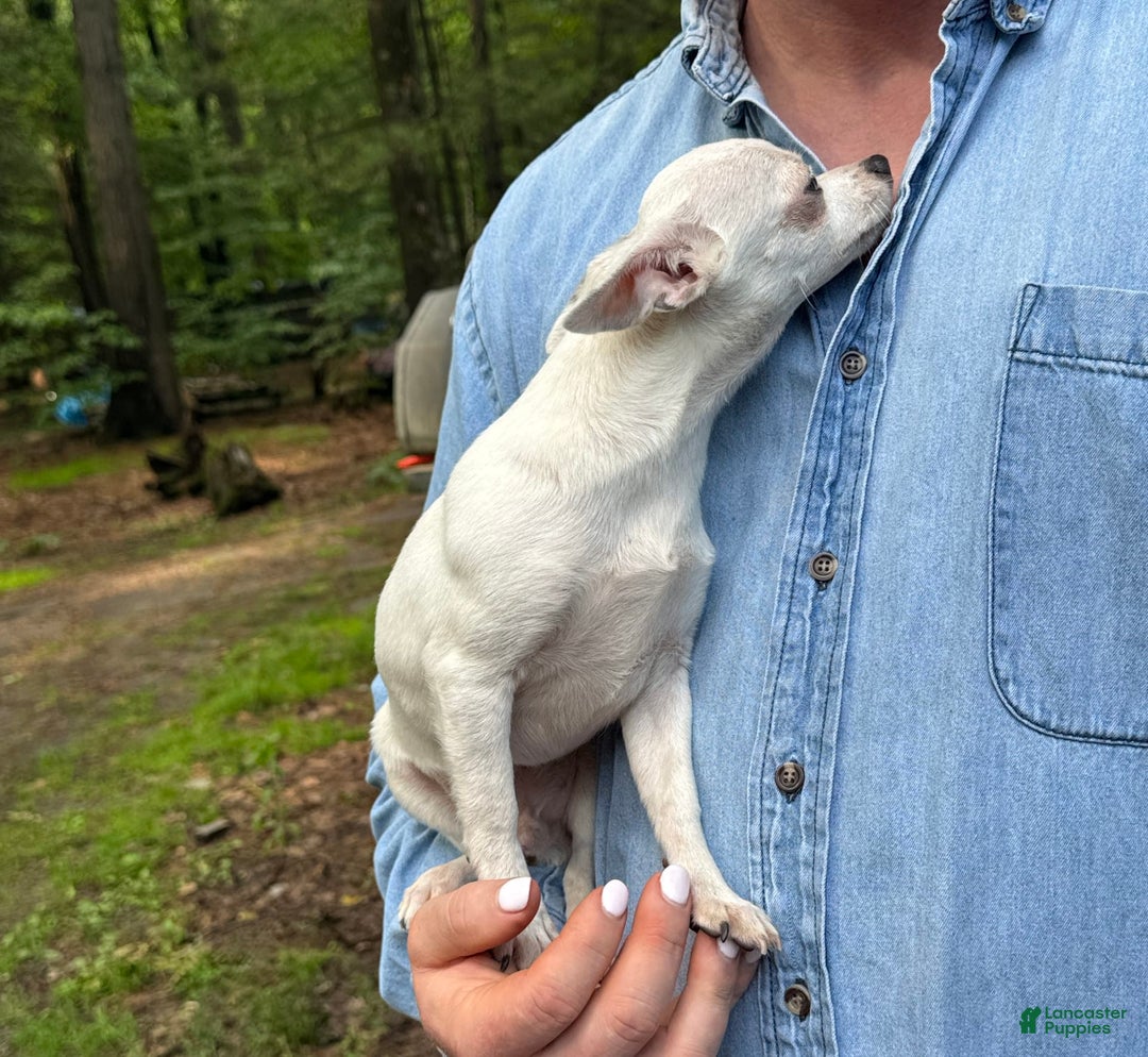 Chihuahua dogs for sale: Lancelot - Image 13