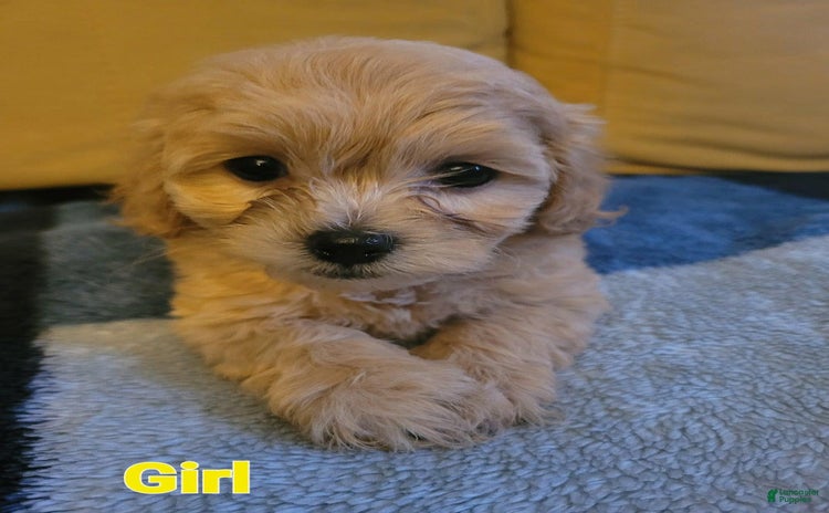 Maltipoo dogs - Advert 40