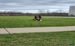Australian Shepherd dogs for sale: Dusty - Image 7