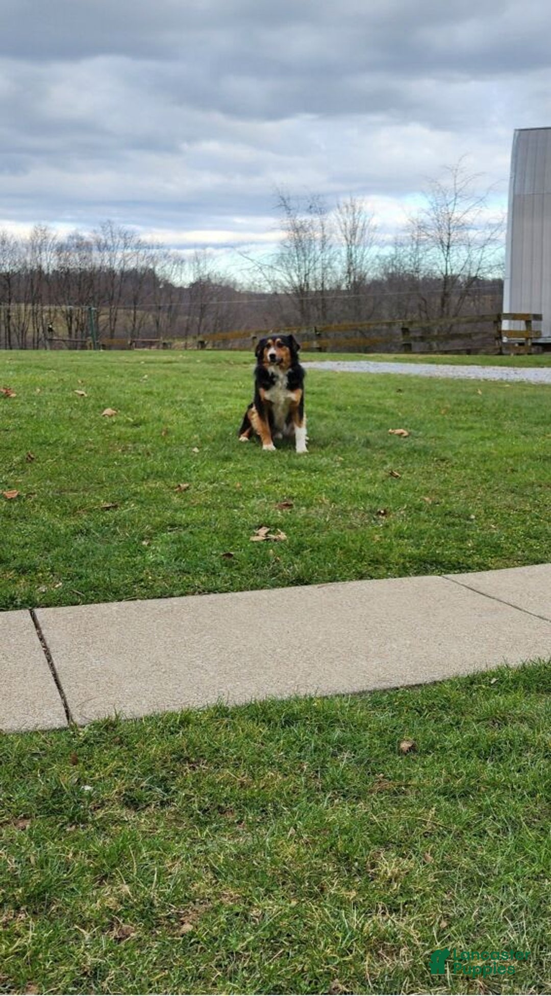 Australian Shepherd dogs for sale: Dusty - Image 7