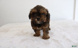 Shihpoo dogs for sale: Lukas - Image 10
