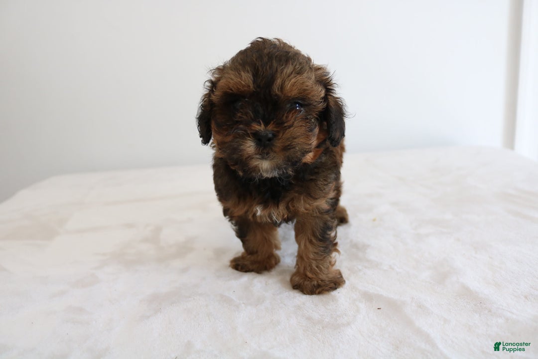Shihpoo dogs for sale: Lukas - Image 10