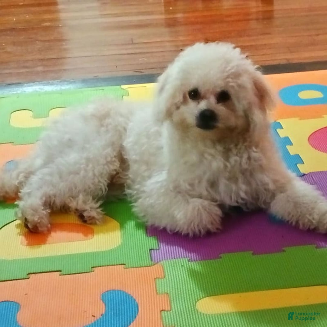 Shihpoo dogs for sale: Pomshihpoo Male Puppy🖤 - Image 6